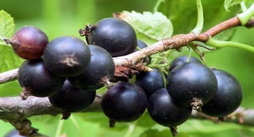 Kolik let žije černý rybíz na jednom místě, načasování plodů